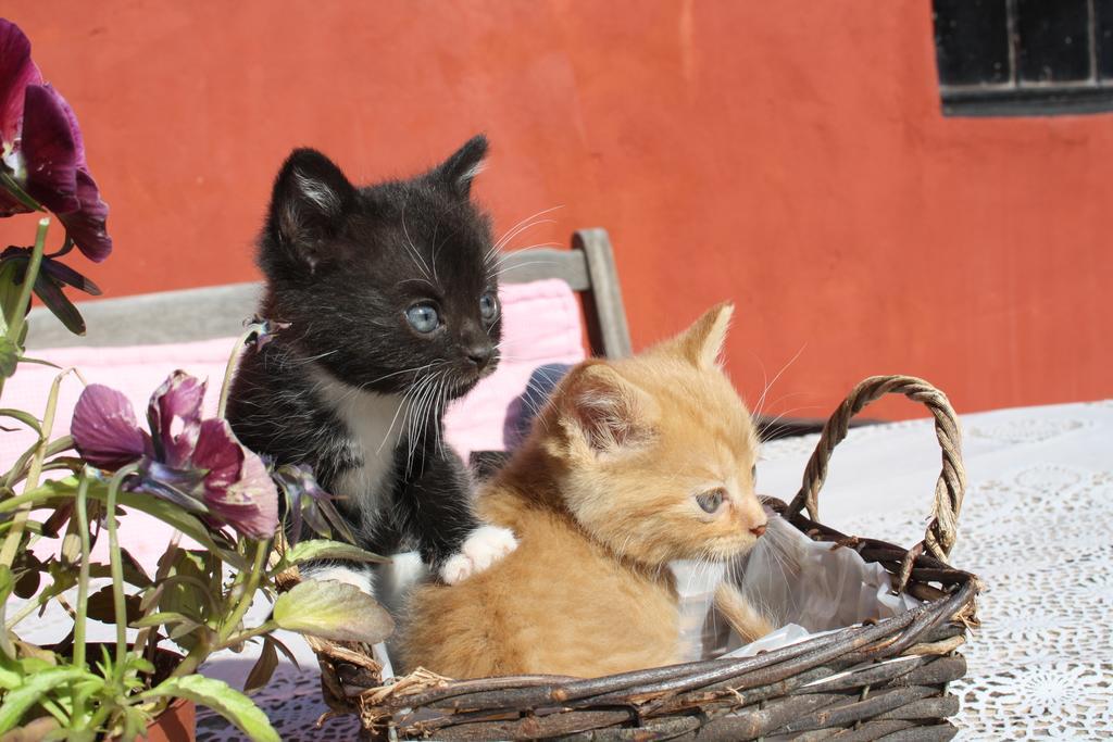 Bakkelund Bed & Breakfast Borre エクステリア 写真